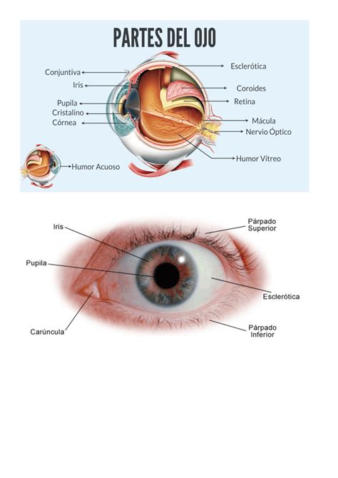 partes del ojo externo-1